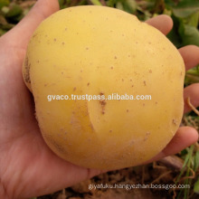 Fresh yellow round potato exporter price in Vietnam-Gvaco